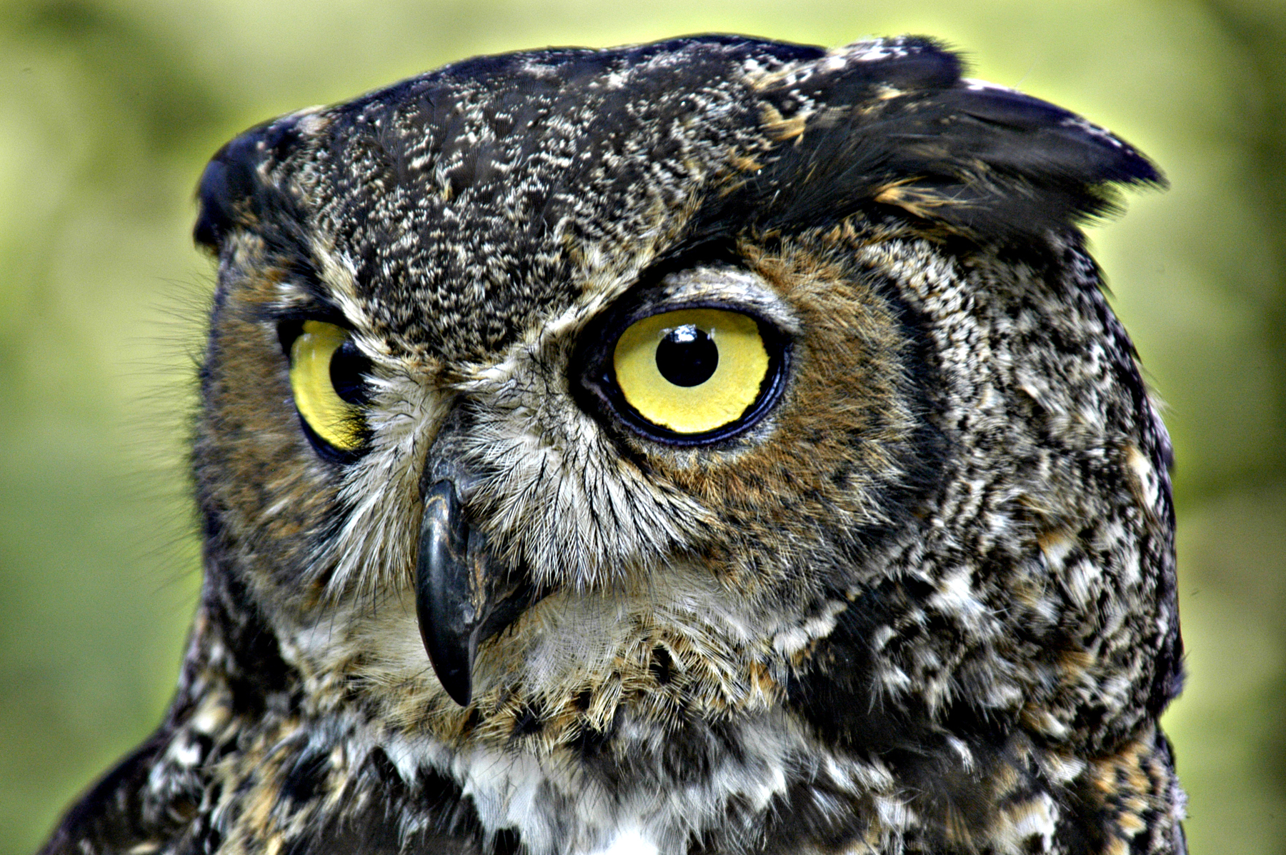 GreatHornedOwl-Wiki.jpg