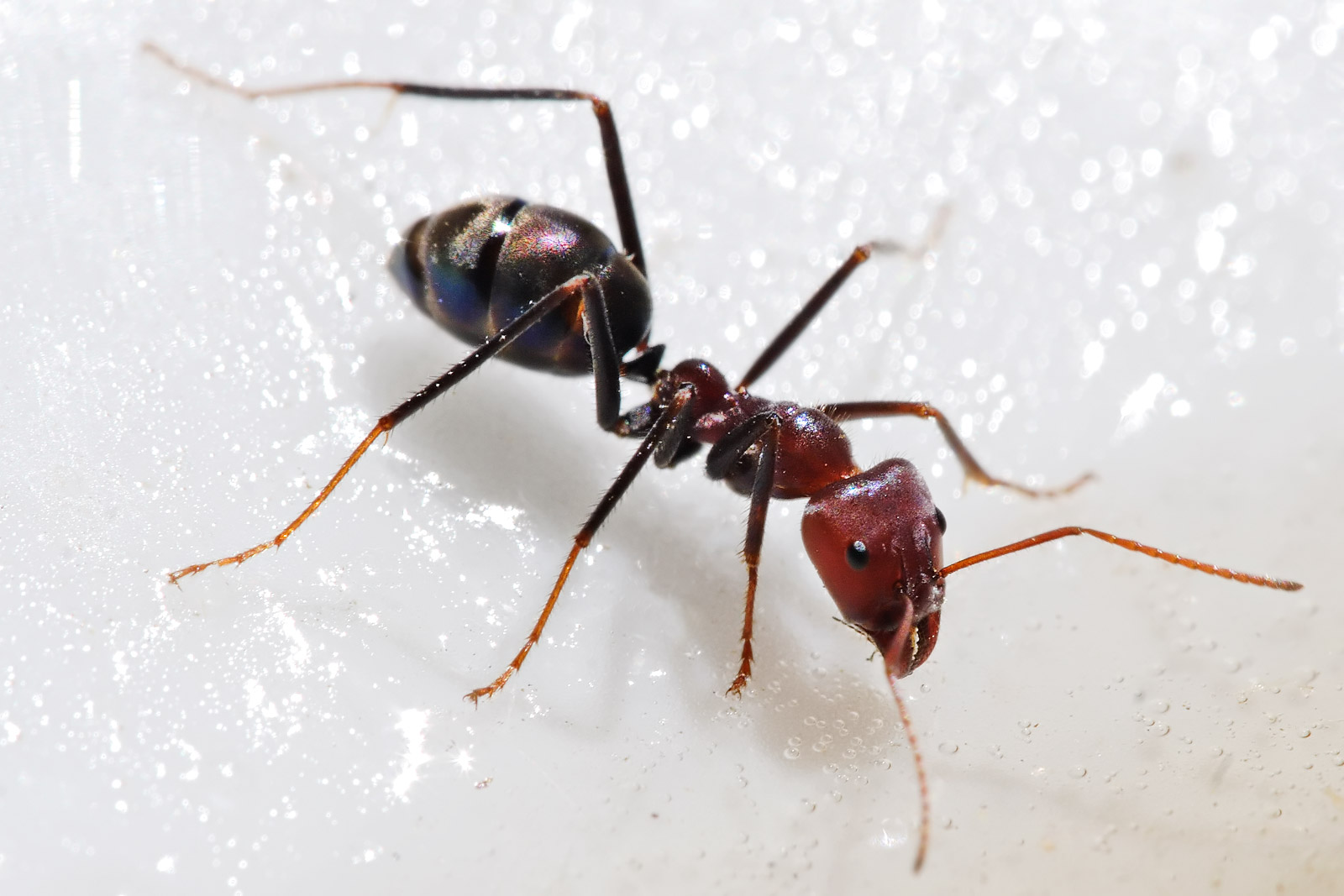 Meat_eater_ant_feeding_on_honey02.jpg