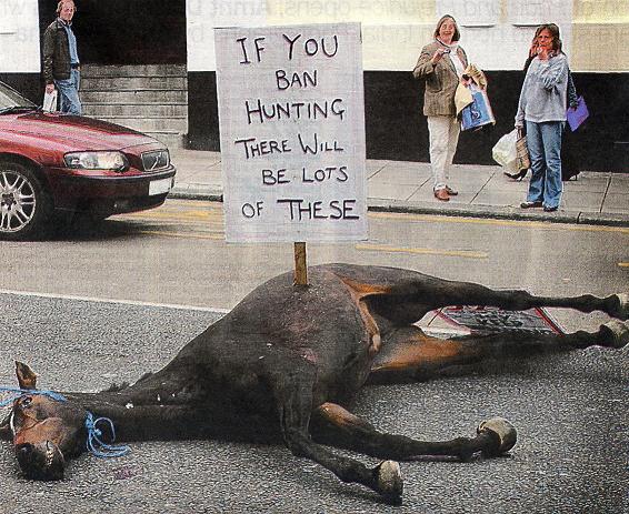 horse.jpg