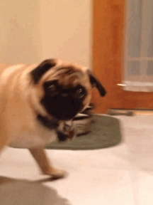 tumblr_mf54tmWJC31rmwe4zo1_r1_250.gif
