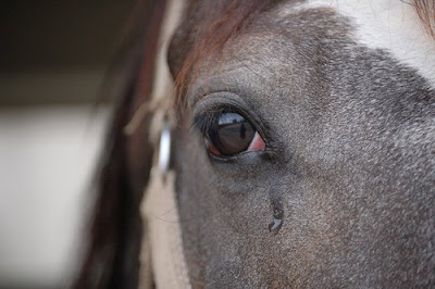 horse+cry.jpg