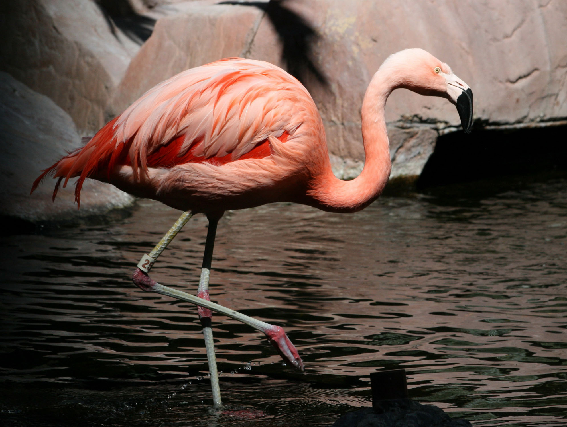 flamingo,%20chilean%2004-16e.jpg