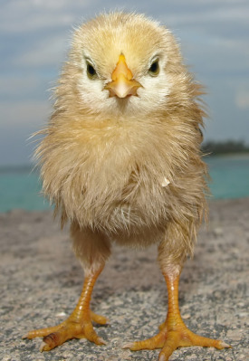 baby-chick-image1.jpg