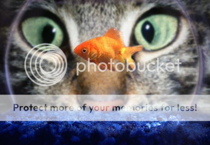 cat-eyes-and-goldfish.png