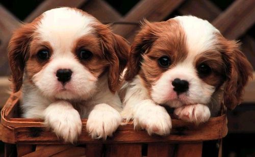 puppies1.jpg