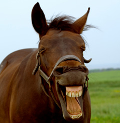 horse+face.jpg