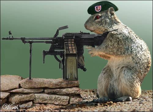 squirrel-gun.jpg