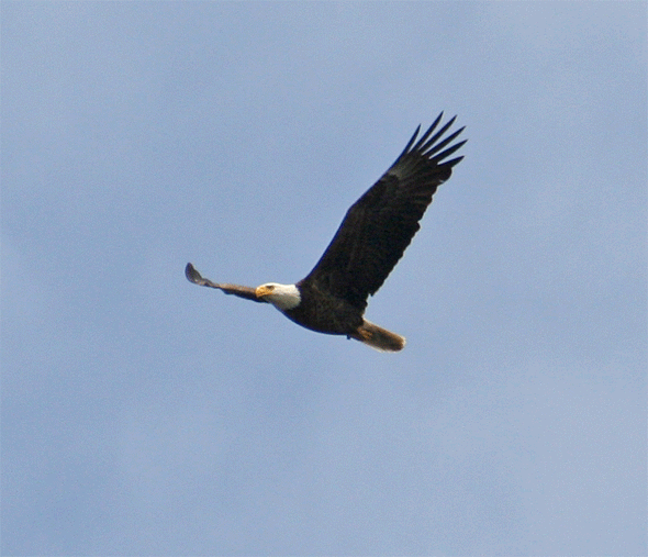 bald-eagle-flying-overhead.gif