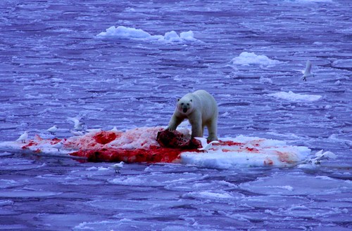 polar_bear_kills_seal.jpg