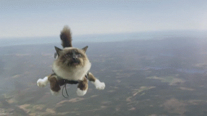 funny-gifs-flying-cat.gif