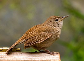 house_wren_glamour.jpg