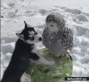 Funny-Video-Dog-Owl-Love-Gif.gif