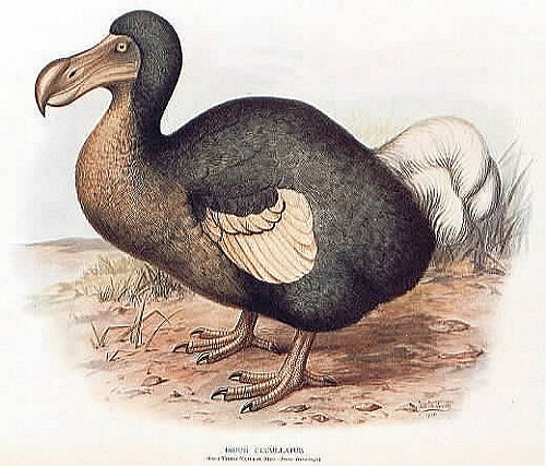 dodo.jpg