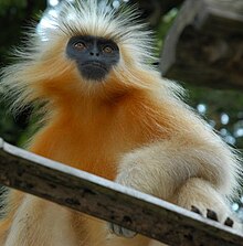 220px-Trachypithecus-geei-cropped.jpg