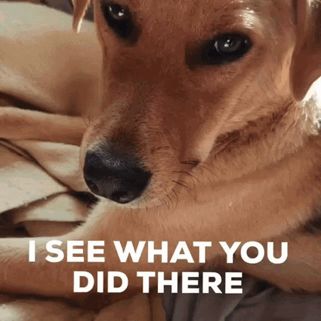 I See What You Did There Staring Dog GIF