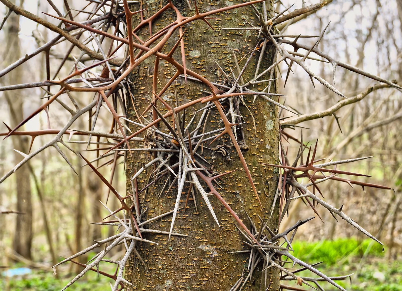 Leaves-pods-trunk-honey-locust.jpg