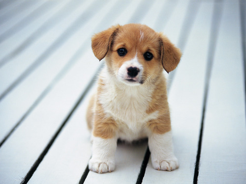 So-cute-puppies-14749028-500-375.jpg