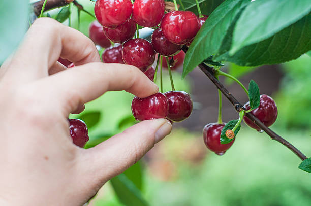 picking-sour-cherry-picture-id185964825