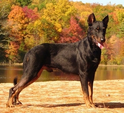 BeauceronHaunter2yearsOld1.jpg