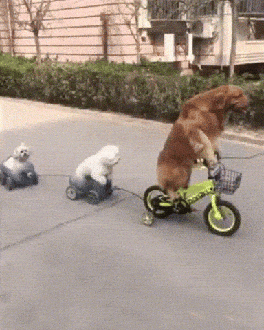 giphy-downsized-large.gif