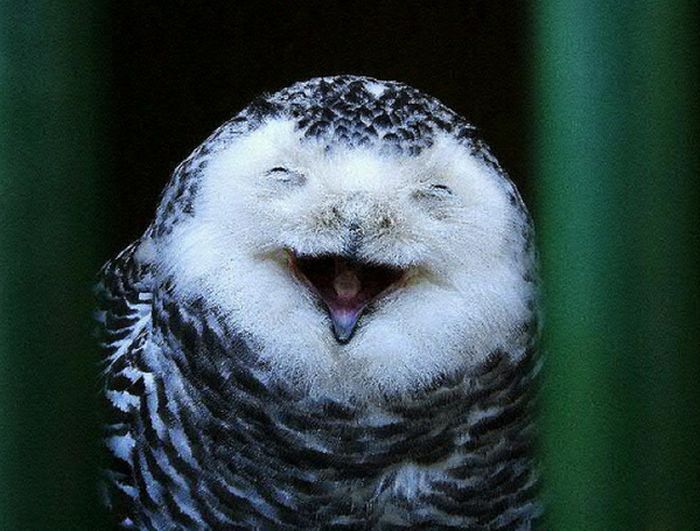 laughing_owls_04.jpg