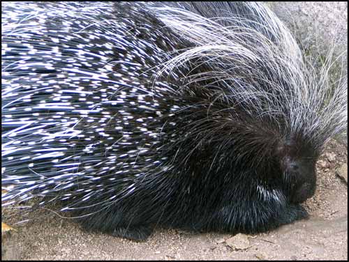 porcupine-facts.jpg