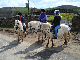 280px-Welsh_Mountain_Ponies.jpg