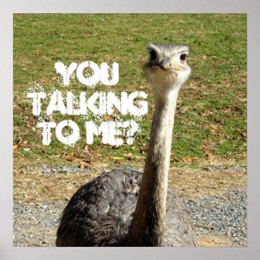 ostrich_you_talking_to_me_poster-rf564a8d897484b668d4952d4e960834d_vcvs_8byvr_512.jpg