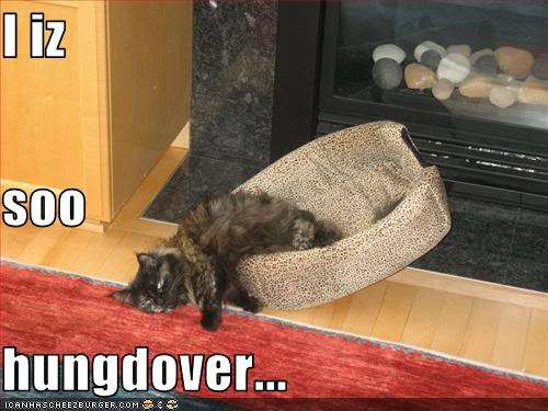 funny-pictures-cat-is-hungover.jpg