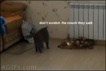 funny-pictures-cat-acting-like-human-animated-gif.gif