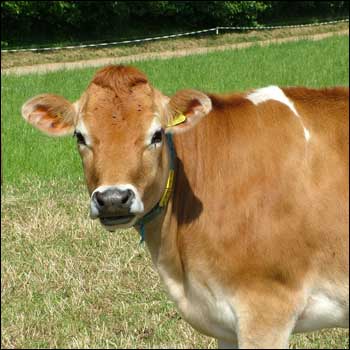 jersey_cow_350x350.jpg