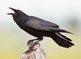 fish_crow_glamor_bruce_van_valen.jpg