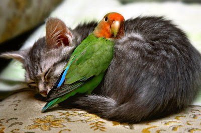 cat-and-bird-hug.jpg