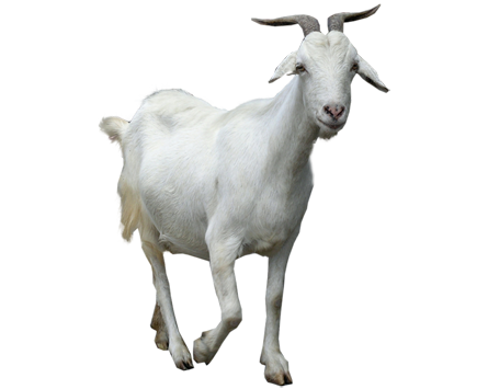 Goat-PNG-Clipart.png