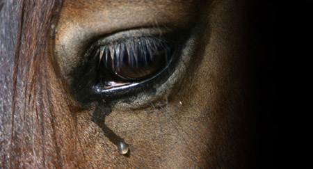 sad-horse.jpg