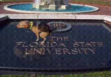 FloridaStateSucks.jpg