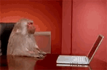 monkey-laptop.gif