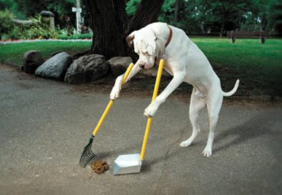 dog+poop.jpg