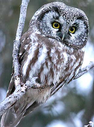 boreal-owl.jpg