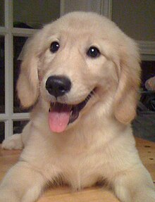 220px-GoldenRetrieverPuppyDaisyParker.JPG