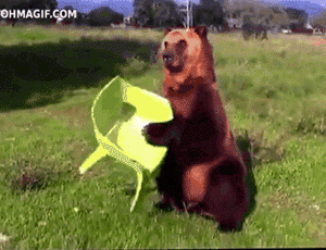 This-Is-Gonna-Be-Good-Bear-High-Gets-Comfortable-In-Its-Favorite-Plastic-Chair.gif