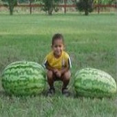 Carolina_Cross_Watermelons_Seeds.jpg