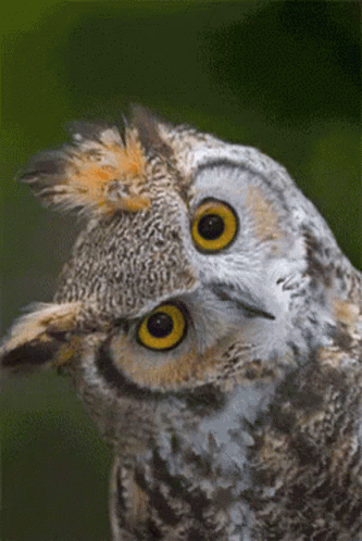 Stare Owl GIF - Stare Owl Blink - Discover & Share GIFs
