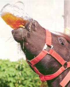 beer_drinking_horse-242x300.jpg