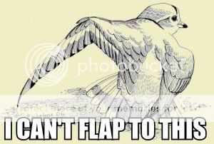 BirdFlap.jpg