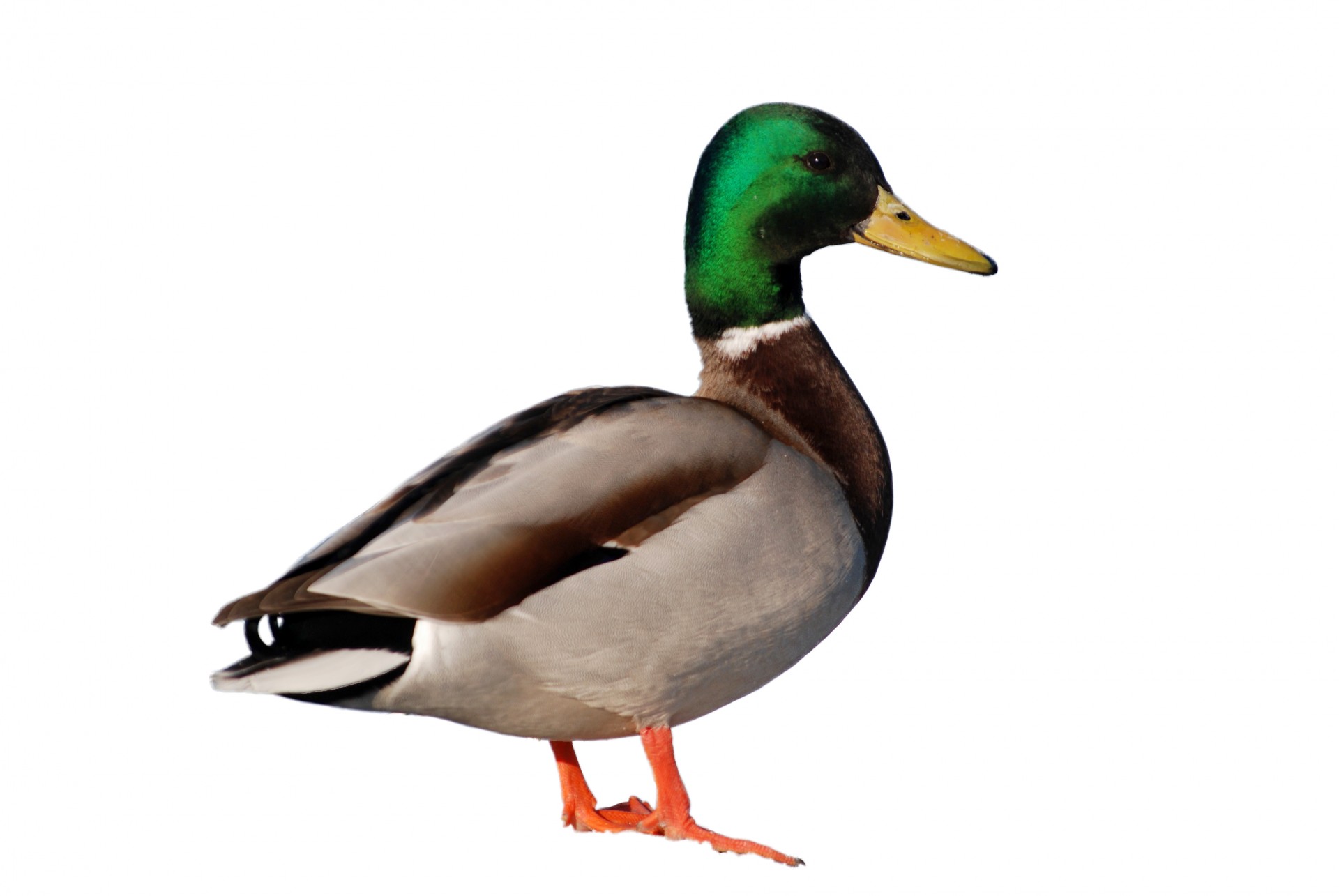 duck-on-white-background-1393007587oFD.jpg