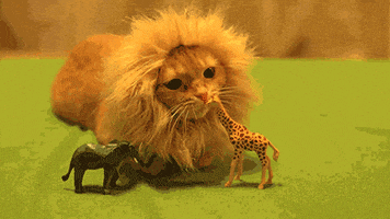 cat lion GIF by Cheezburger