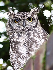 220px-SpottedEagleOwl2539MGEyeLid.jpg