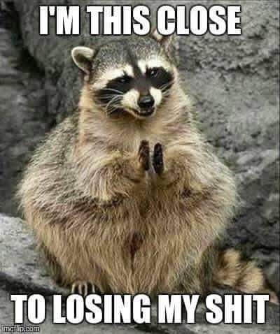 01b6379286087c69f361d09d8b1d47c7--racoon-wild-animals.jpg