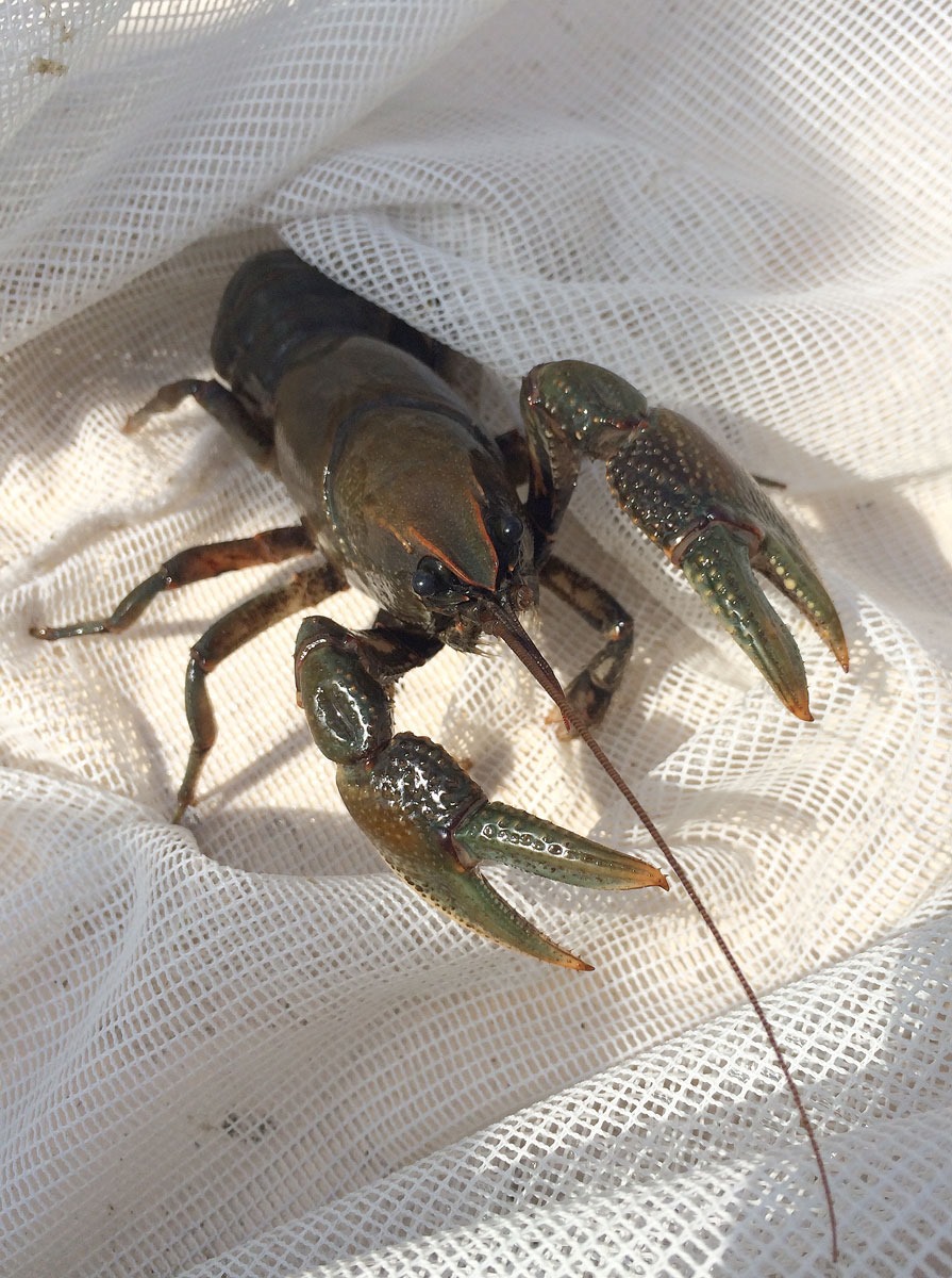 LargeCrawdad.jpg